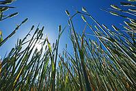 Wheat field (Triticum aestivum), Kempen, North Rhine-Westphalia, Germany [IBR123893304]