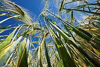 Barley field (Hordeum vulgare), Kempen, North Rhine-Westphalia, Germany [IBR123893305]