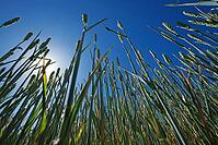 Wheat field (Triticum aestivum), Kempen, North Rhine-Westphalia, Germany [IBR123893306]