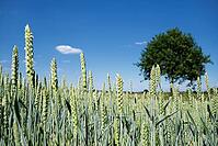 Wheat field (Triticum aestivum), Kempen, North Rhine-Westphalia, Germany [IBR123893308]