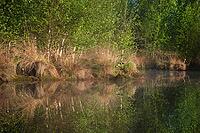 Bog birch (Betula pubescens) on the shore of a small lake, trees reflected in the water, Molberger Dose, Molbergen, Lower Saxony, Germany [IBR123893309]