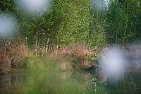 Bog birch (Betula pubescens) on the shore of a small lake, trees reflected in the water, Molberger Dose, Molbergen, Lower Saxony, Germany [IBR123893310]
