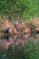Bog birch (Betula pubescens) on the shore of a small lake, trees reflected in the water, Molberger Dose, Molbergen, Lower Saxony, Germany [IBR123893311]