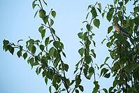 Willow warbler (Phylloscopus trochilus) singing in a bog birch (Betula pubescens), Molberger Dose, Molbergen, Lower Saxony, Germany [IBR123893313]