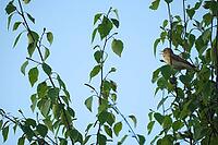 Willow warbler (Phylloscopus trochilus) singing in a bog birch (Betula pubescens), Molberger Dose, Molbergen, Lower Saxony, Germany [IBR123893314]