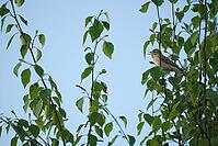 Willow warbler (Phylloscopus trochilus) singing in a bog birch (Betula pubescens), Molberger Dose, Molbergen, Lower Saxony, Germany [IBR123893315]