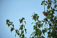 Willow warbler (Phylloscopus trochilus) singing in a bog birch (Betula pubescens), Molberger Dose, Molbergen, Lower Saxony, Germany [IBR123893316]