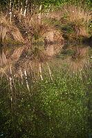 Bog birch (Betula pubescens) on the shore of a small lake, trees reflected in the water, Molberger Dose, Molbergen, Lower Saxony, Germany [IBR123893319]