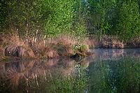 Bog birch (Betula pubescens) on the shore of a small lake, trees reflected in the water, Molberger Dose, Molbergen, Lower Saxony, Germany [IBR123893320]