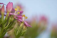 Close-up of the flowering common centaury (Centaurium erythraea), Kempen, North Rhine-Westphalia, Germany [IBR123893322]
