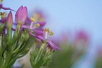 Close-up of the flowering common centaury (Centaurium erythraea), Kempen, North Rhine-Westphalia, Germany [IBR123893323]