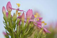 Close-up of the flowering common centaury (Centaurium erythraea), Kempen, North Rhine-Westphalia, Germany [IBR123893324]