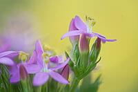 Close-up of the flowering common centaury (Centaurium erythraea), Kempen, North Rhine-Westphalia, Germany [IBR123893326]
