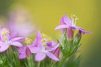 Close-up of the flowering common centaury (Centaurium erythraea), Kempen, North Rhine-Westphalia, Germany [IBR123893327]