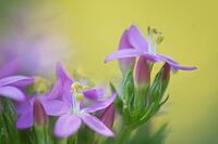 Close-up of the flowering common centaury (Centaurium erythraea), Kempen, North Rhine-Westphalia, Germany [IBR123893328]