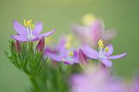 Close-up of the flowering common centaury (Centaurium erythraea), Kempen, North Rhine-Westphalia, Germany [IBR123893329]