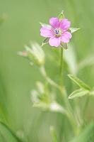 Close-up of flowering stinking cranesbill (Geranium robertianum), Kempen, North Rhine-Westphalia, Germany [IBR123893331]