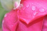Close-up of a rose (Rosa) blossom with raindrops, Kempen, North Rhine-Westphalia, Germany [IBR123893332]