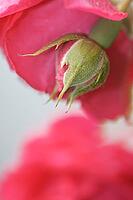 Close-up of a rose (Rosa) flower bud, Kempen, North Rhine-Westphalia, Germany [IBR123893333]