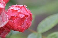 Close-up of a rose (Rosa) blossom with raindrops, Kempen, North Rhine-Westphalia, Germany [IBR123893336]