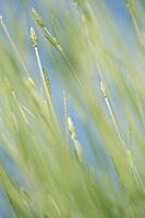 Common lavender (Lavandula angustifolia), Kempen, North Rhine-Westphalia, Germany [IBR123893340]