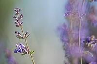 Close-up of catnip (Nepeta cataria), Kempen, North Rhine-Westphalia, Germany [IBR123893343]
