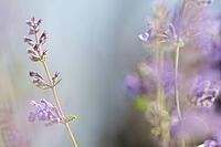 Close-up of catnip (Nepeta cataria), Kempen, North Rhine-Westphalia, Germany [IBR123893346]