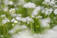 Close-up of woodruff (Galium odoratum), Kempen, North Rhine-Westphalia, Germany [IBR123893347]