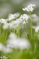 Close-up of woodruff (Galium odoratum), Kempen, North Rhine-Westphalia, Germany [IBR123893348]