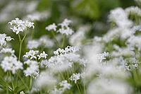 Close-up of woodruff (Galium odoratum), Kempen, North Rhine-Westphalia, Germany [IBR123893349]