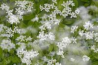 Close-up of woodruff (Galium odoratum), Kempen, North Rhine-Westphalia, Germany [IBR123893350]