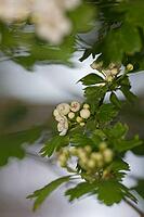 Close-up of a flowering common hawthorn (Crataegus monogyna), Kempen, North Rhine-Westphalia, Germany [IBR123893351]