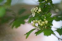 Close-up of a flowering common hawthorn (Crataegus monogyna), Kempen, North Rhine-Westphalia, Germany [IBR123893352]