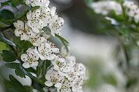 Close-up of a flowering common hawthorn (Crataegus monogyna), Kempen, North Rhine-Westphalia, Germany [IBR123893353]