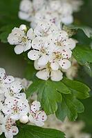 Close-up of a flowering common hawthorn (Crataegus monogyna), Kempen, North Rhine-Westphalia, Germany [IBR123893354]