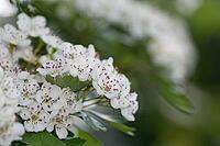 Close-up of a flowering common hawthorn (Crataegus monogyna), Kempen, North Rhine-Westphalia, Germany [IBR123893356]