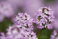 Close-up of a flowering common thyme (Thymus vulgaris), Kempen, North Rhine-Westphalia, Germany [IBR123893359]