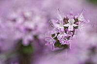 Close-up of a flowering common thyme (Thymus vulgaris), Kempen, North Rhine-Westphalia, Germany [IBR123893360]