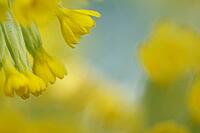Close-up of a blooming Common cowslip (Primula veris), Kempen, North Rhine-Westphalia, Germany [IBR123893361]