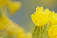 Close-up of a blooming Common cowslip (Primula veris), Kempen, North Rhine-Westphalia, Germany [IBR123893363]
