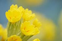 Close-up of a blooming Common cowslip (Primula veris), Kempen, North Rhine-Westphalia, Germany [IBR123893364]