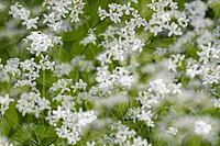 Close-up of woodruff (Galium odoratum), Kempen, North Rhine-Westphalia, Germany [IBR123893365]
