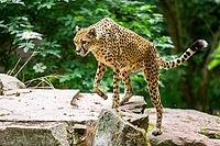 Cheetah (Acinonyx jubatus) walking around on the ground, Germany [IBR123895524]