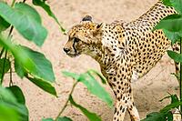 Cheetah (Acinonyx jubatus) walking around on the ground, Germany [IBR123895526]