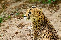 Cheetah (Acinonyx jubatus) lying ion the ground, Germany [IBR123895527]