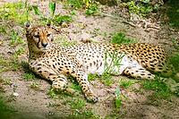 Cheetah (Acinonyx jubatus) lying ion the ground, Germany [IBR123895529]