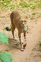 Cheetah (Acinonyx jubatus) walking around on the ground, Germany [IBR123895530]