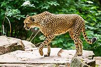 Cheetah (Acinonyx jubatus) walking around on the ground, Germany [IBR123895531]