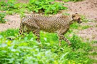 Cheetah (Acinonyx jubatus) walking around on the ground, Germany [IBR123895532]