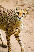 Cheetah (Acinonyx jubatus) walking around on the ground, Germany [IBR123895533]
